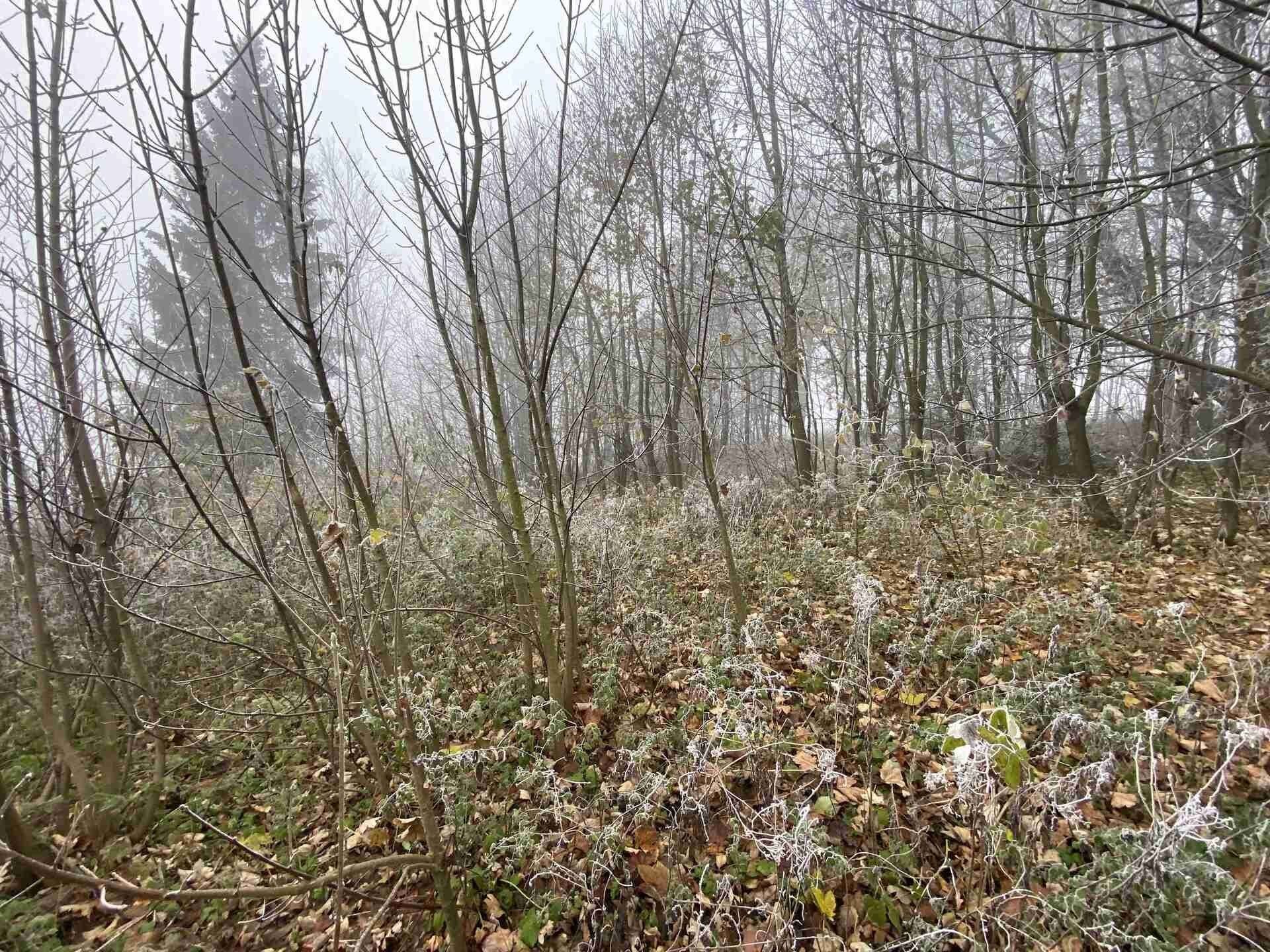 Pozemek pro bydlení · 2 192 m² · Frýdlant Albrechtice u Frýdlantu - 3
