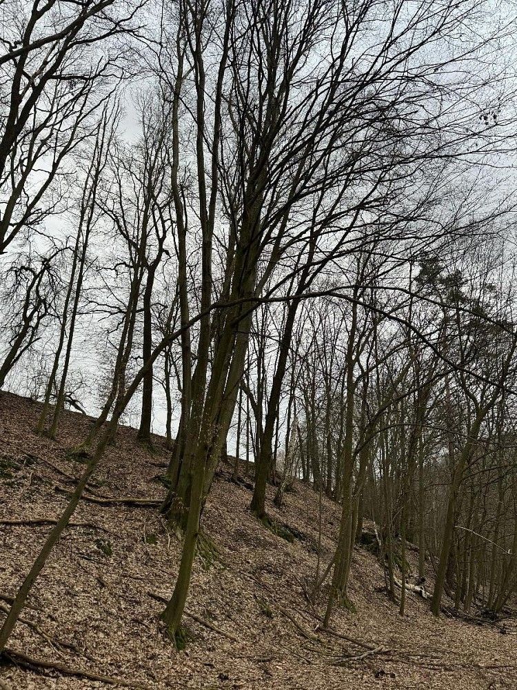 Les · Bučovice, okres Vyškov, Jihomoravský kraj - 3