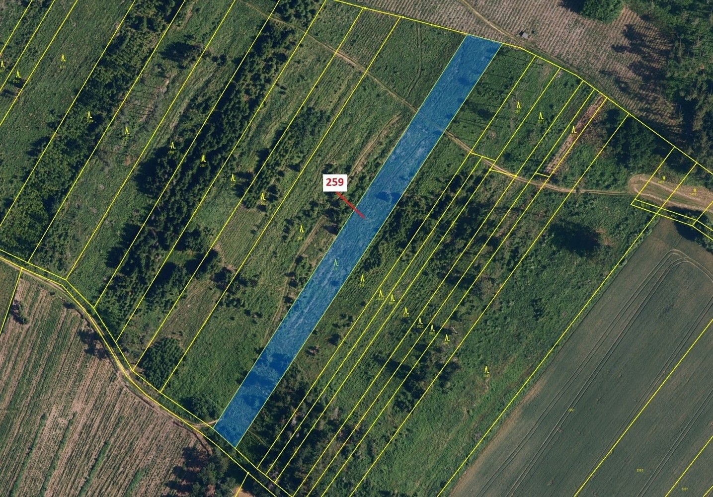 Les · Vícenice, okres Třebíč, Kraj Vysočina - 2