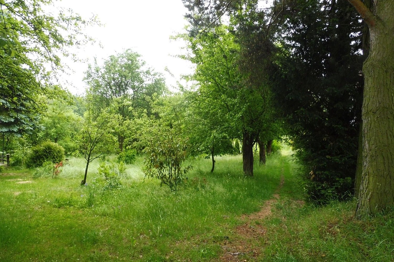 Zahrada · Horní Cerekev, okres Pelhřimov, Kraj Vysočina - 3