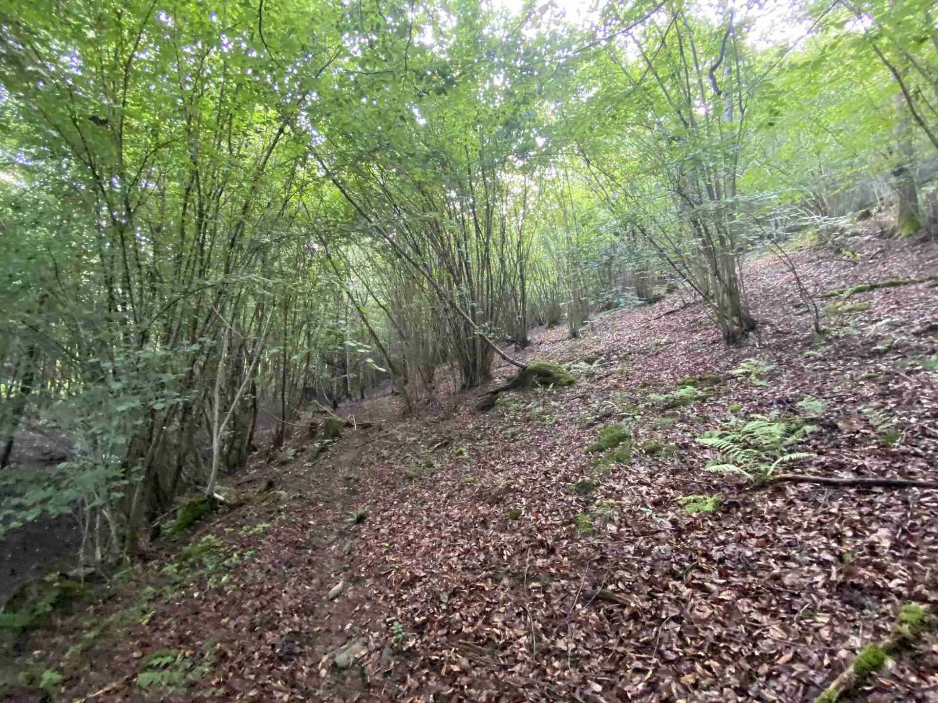 Prodej pozemek - Křečovice Nahoruby, 3 382 m² - 5
