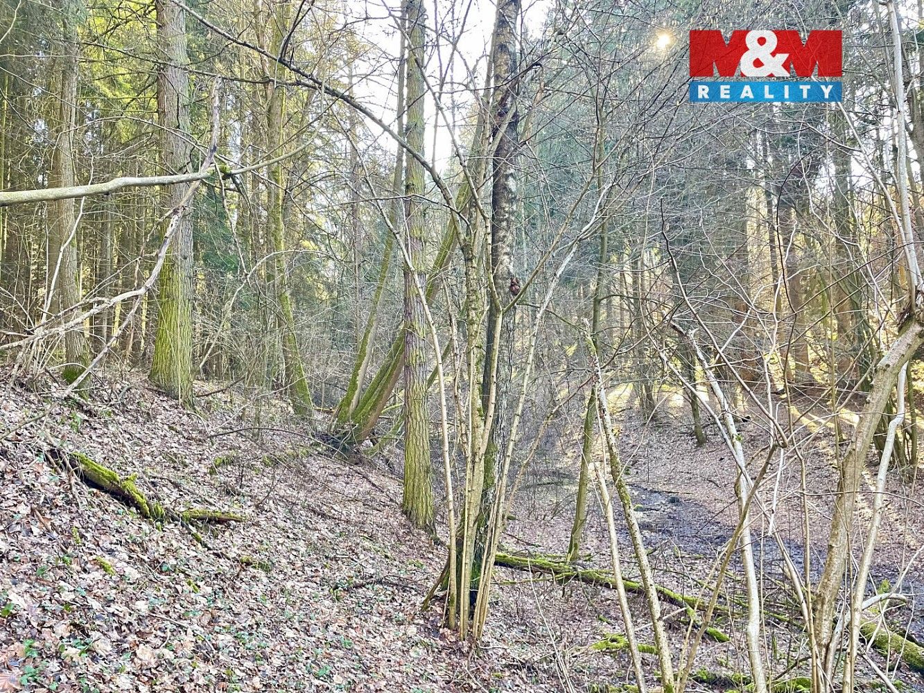 Les · Dolní Dobrouč - Lanšperk, okres Ústí nad Orlicí, Pardubický kraj - 4
