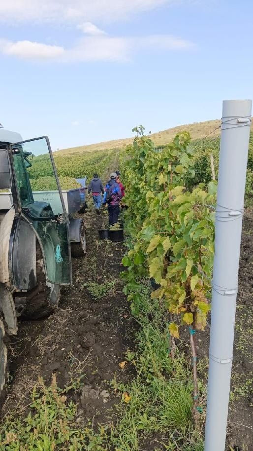 Prodej pozemek pro bydlení - Dolní Dunajovice, 691 85