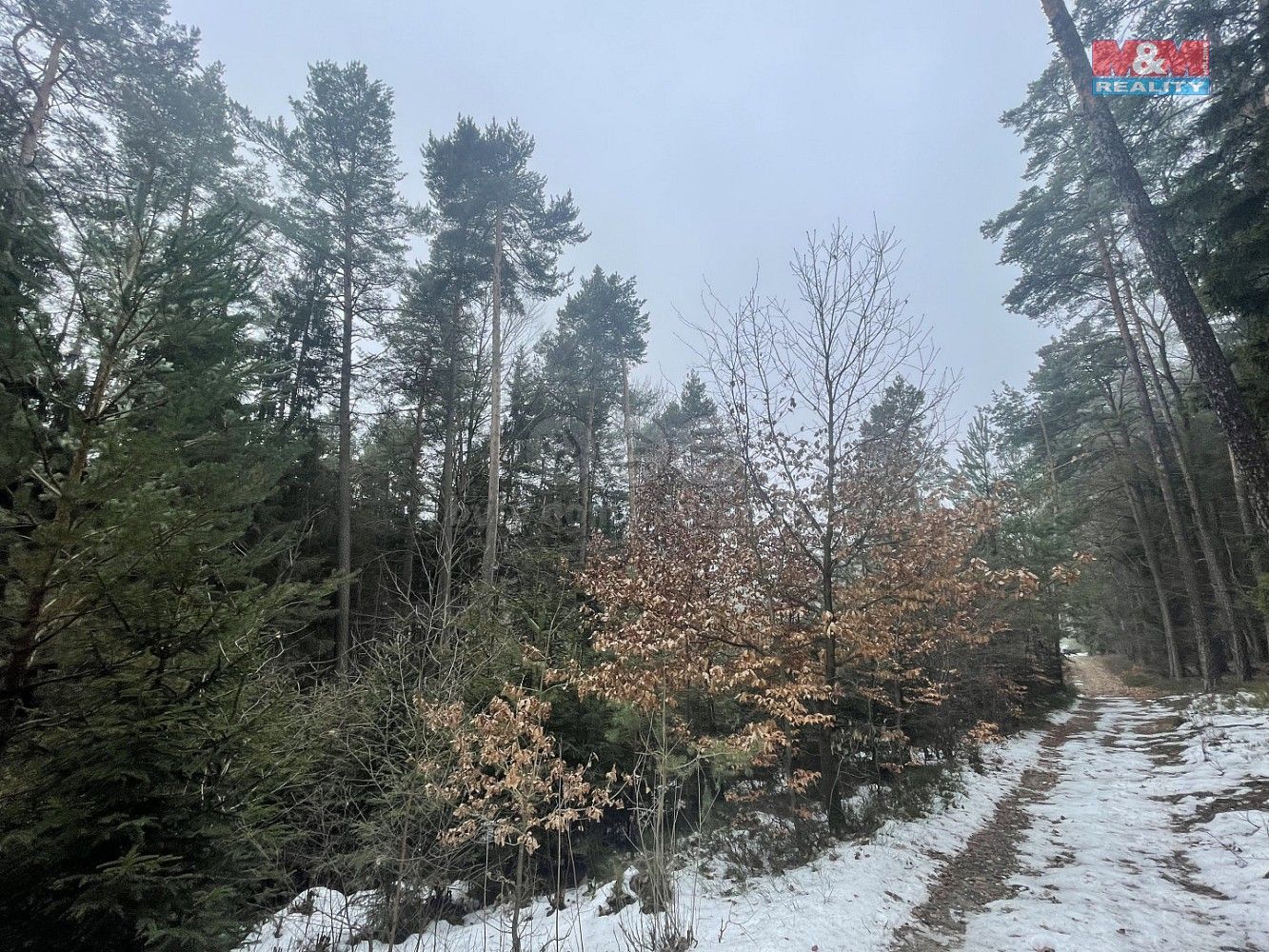 Les · Záhoří - Smrčí, okres Semily, Liberecký kraj - 3