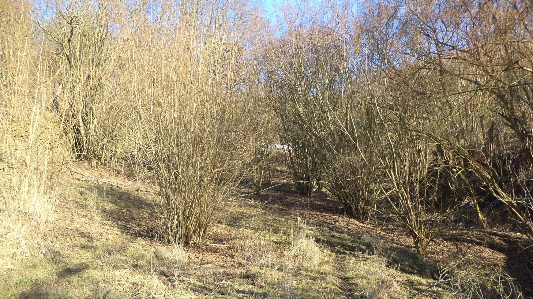 Prodej zahrada - Trmice, okres Ústí nad Labem, Ústecký kraj - 2