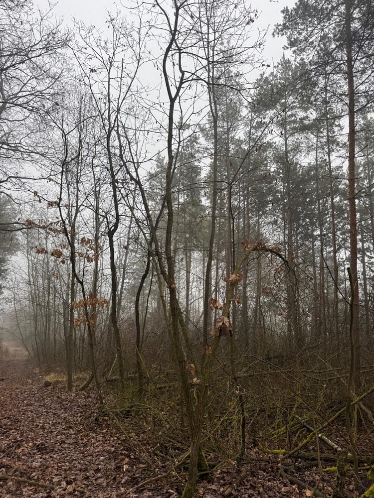 Prodej les - Chotiněves - 5