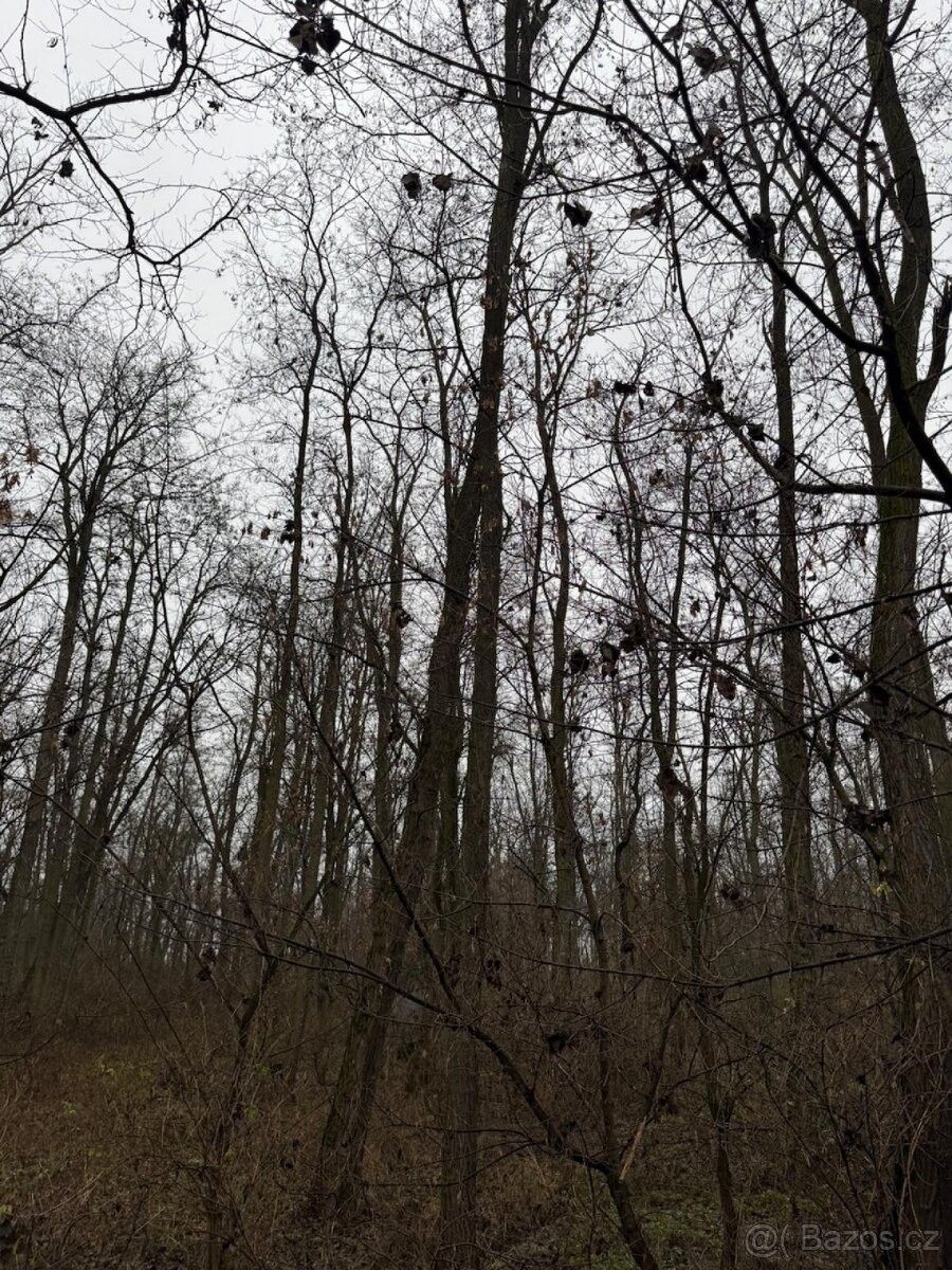 Pozemky pro bydlení, Mutěnice, 696 11