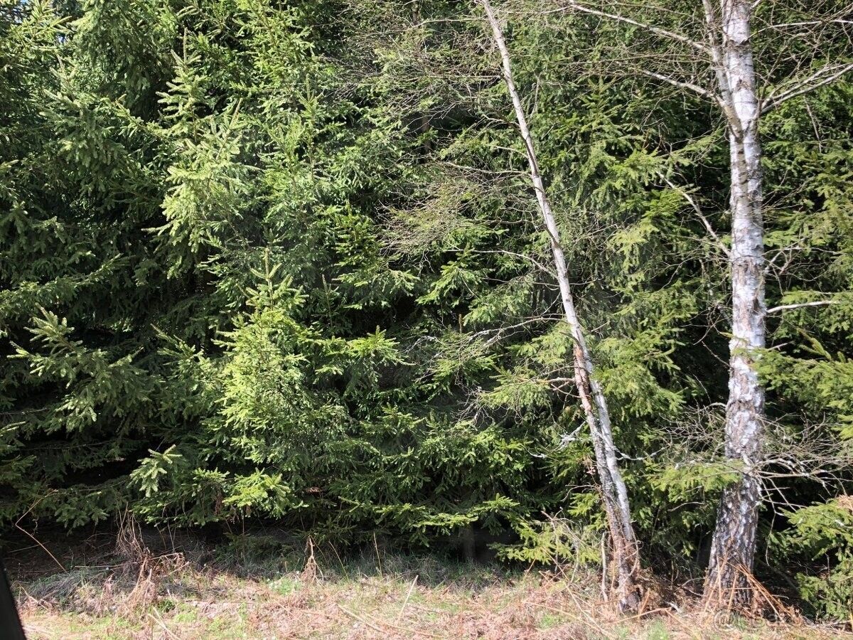 Lesy, Trávník, Cvikov, 2 914 m²