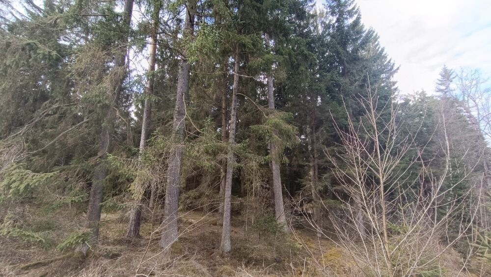 Les · 13 783 m² · Ledenická-Škarda, Srubec - 3