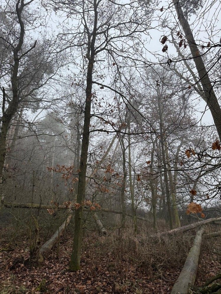 Les · Hradiště - Nýřany, okres Domažlice, Plzeňský kraj - 4