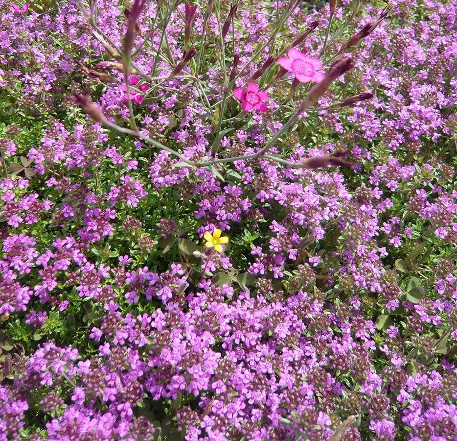 Zahrady, Rakovník, 269 01