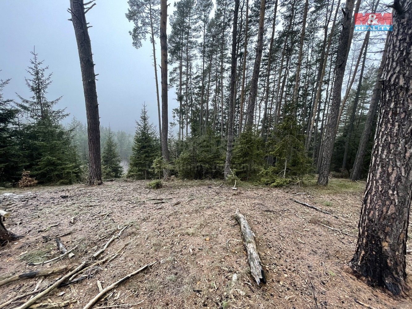 Les · Pecka, okres Jičín, Královéhradecký kraj - 4