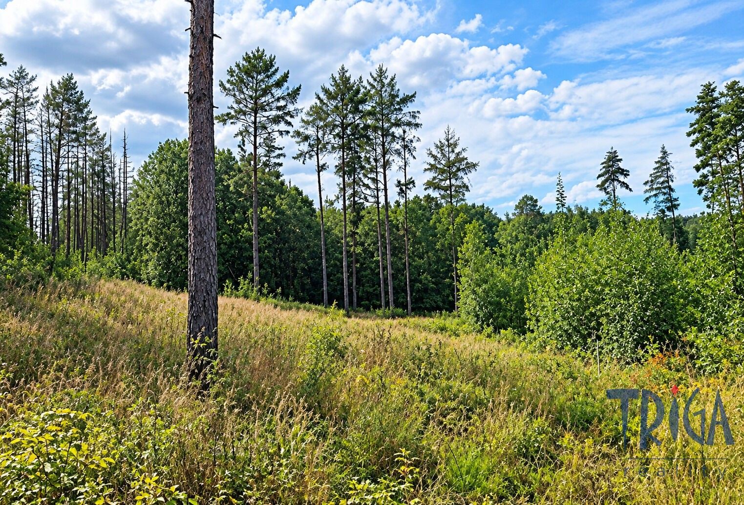 Les · 10 962 m² · Bohuslavice - 3
