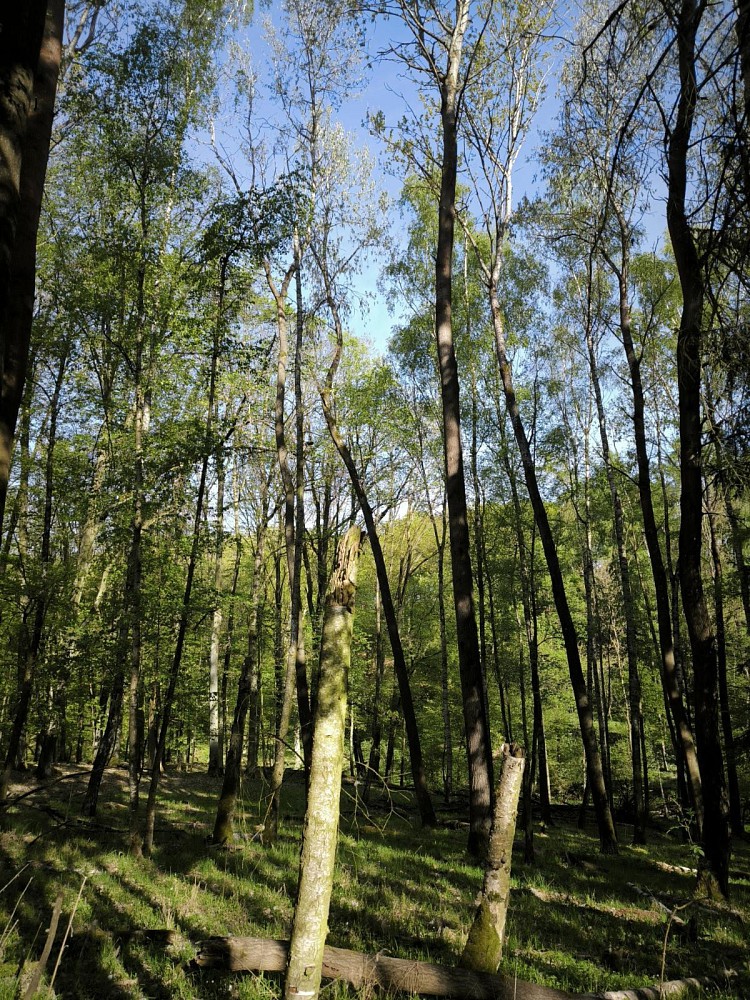 Les · Nebužely - Mikulášovice - 4