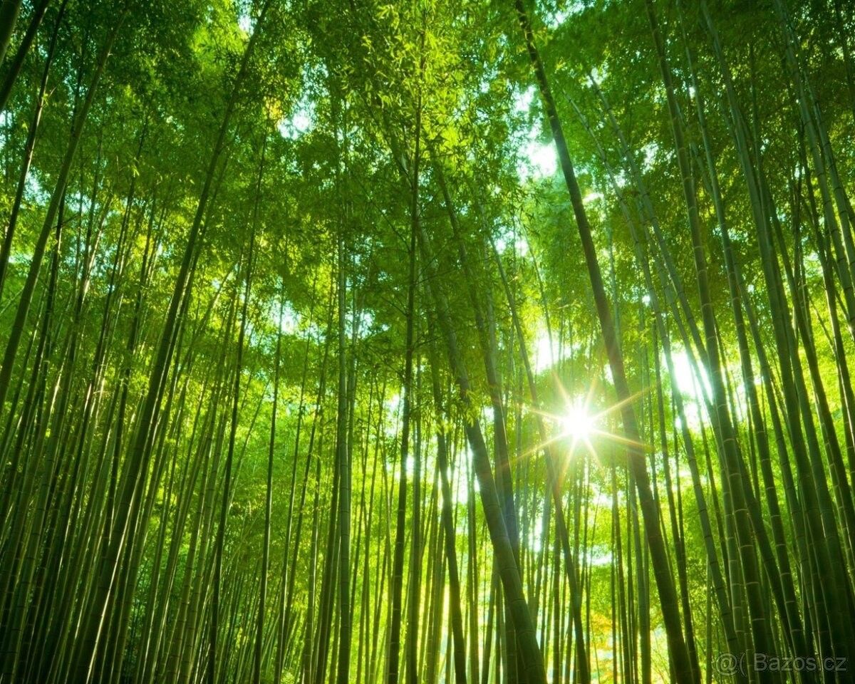 Lesy, Lešná, 756 41, 9 800 m²