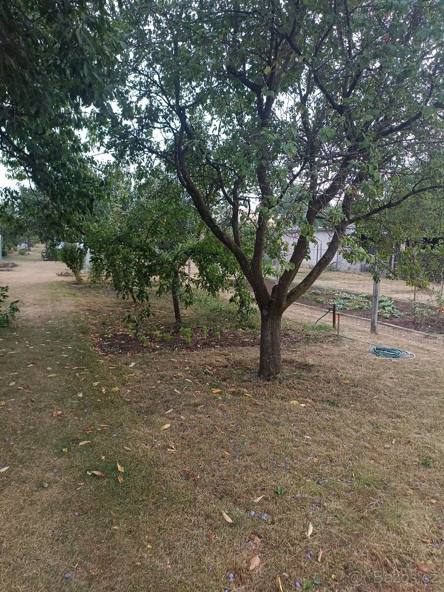 Zahrada
