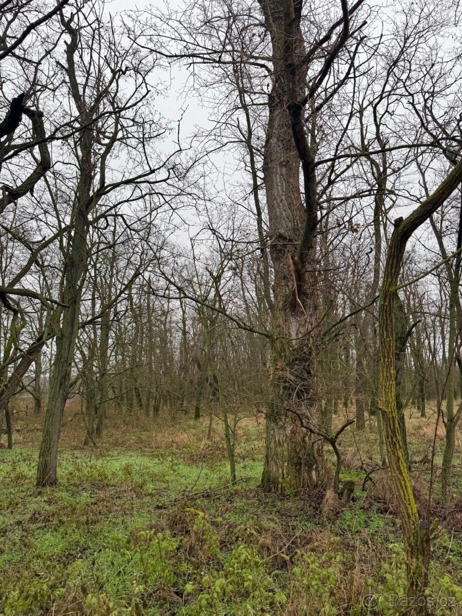 Pozemky pro bydlení, Mutěnice, 696 11