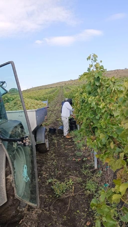 Pozemky pro bydlení, Dolní Dunajovice, 691 85