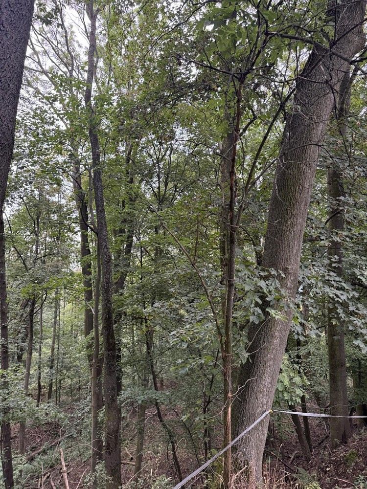 Prodej les - Jílové - Kamenná, okres Děčín - 5