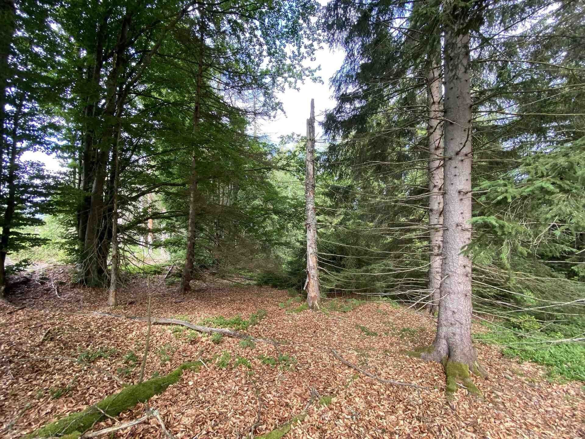 Pozemek · 3 072 m² · Železná Ruda - 4