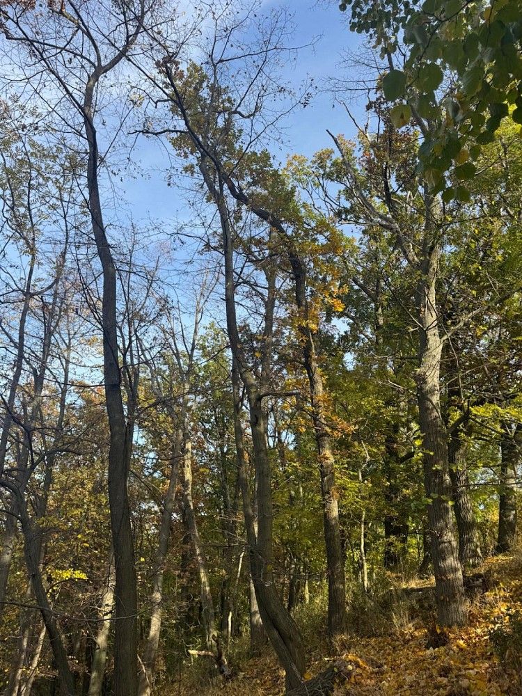 Lesy, Jeníkovice - Dolní Bělá, okres Pardubice, Pardubický kraj - 2