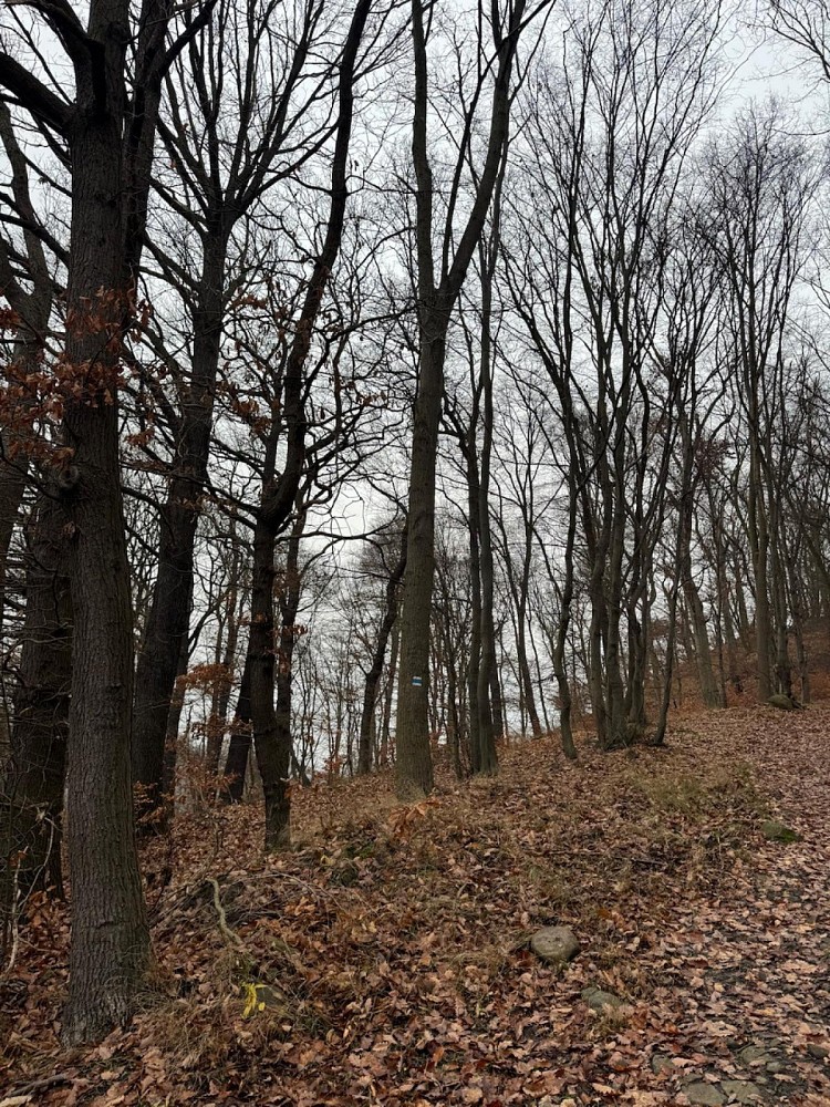 Les · Ryjice - 1