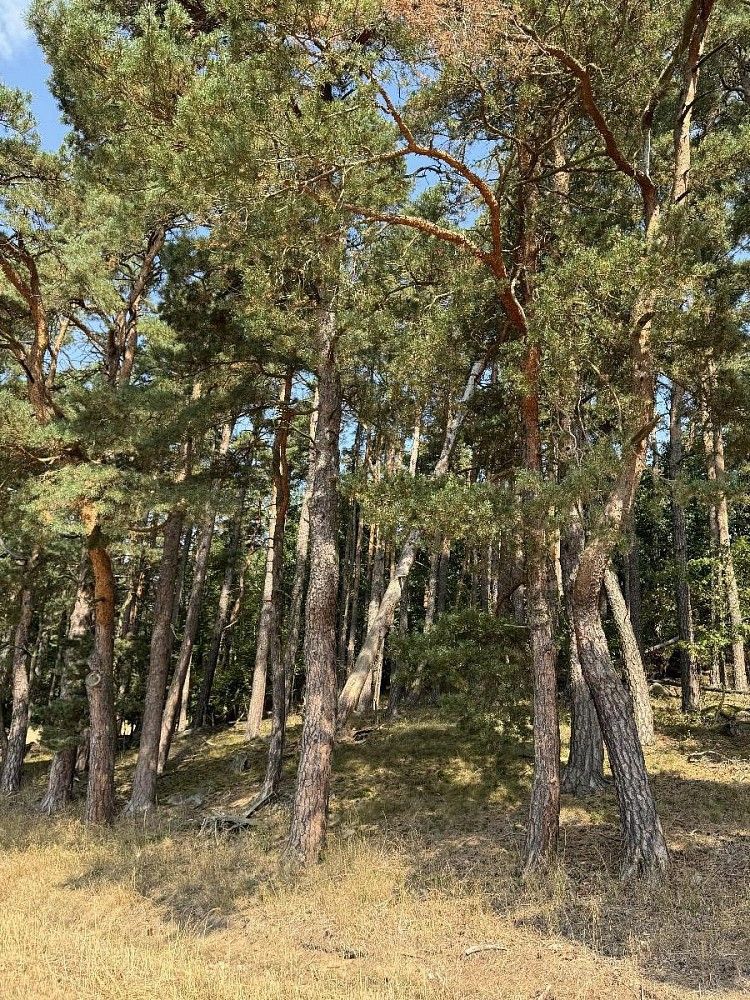 Pozemek, 3 093 m²