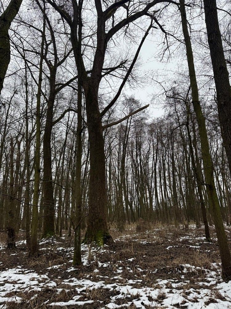 Les · Přerov nad Labem - Drnovice, okres Nymburk, Středočeský kraj - 4