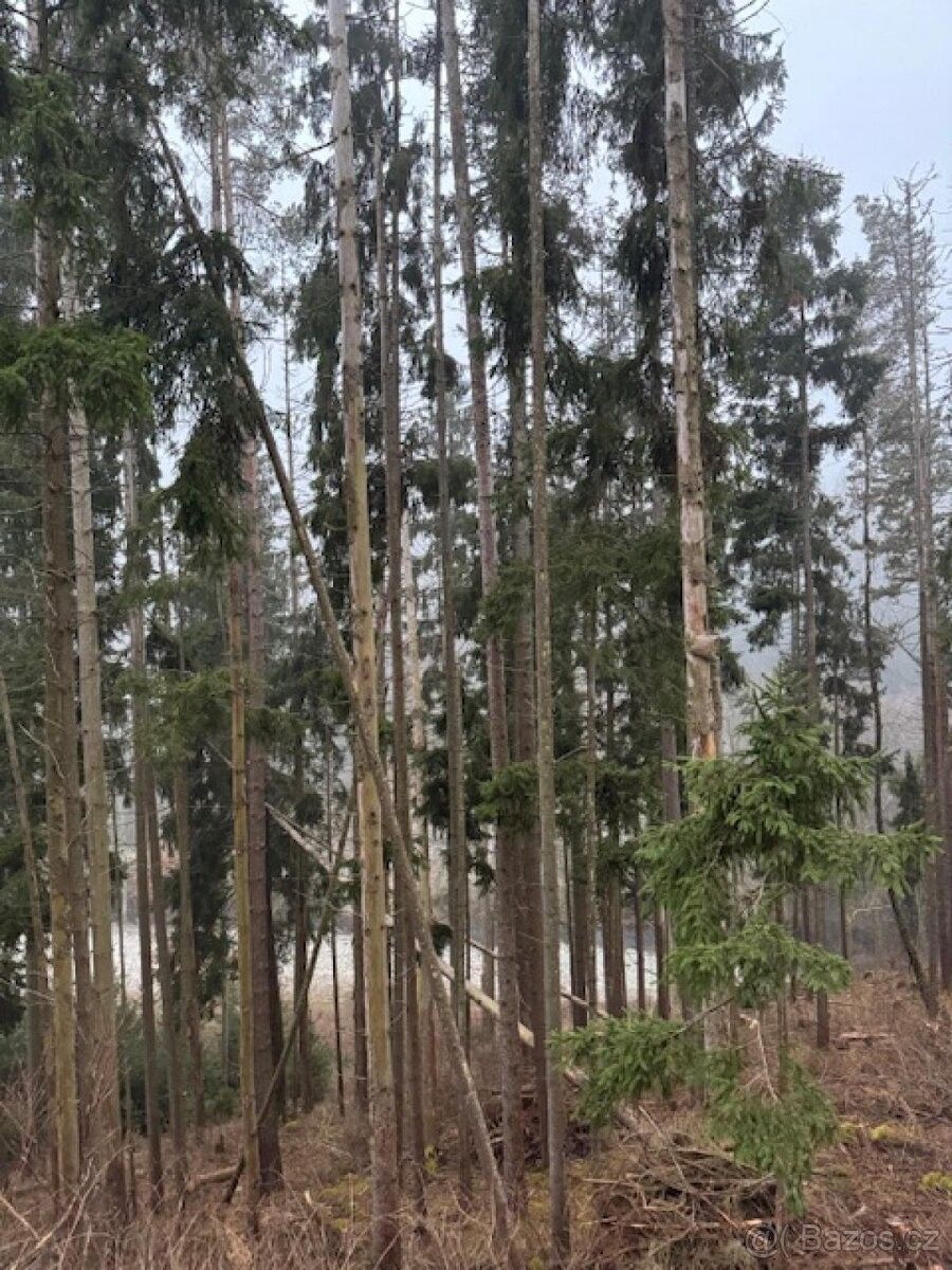 Pozemky pro bydlení, Stachy, 384 73