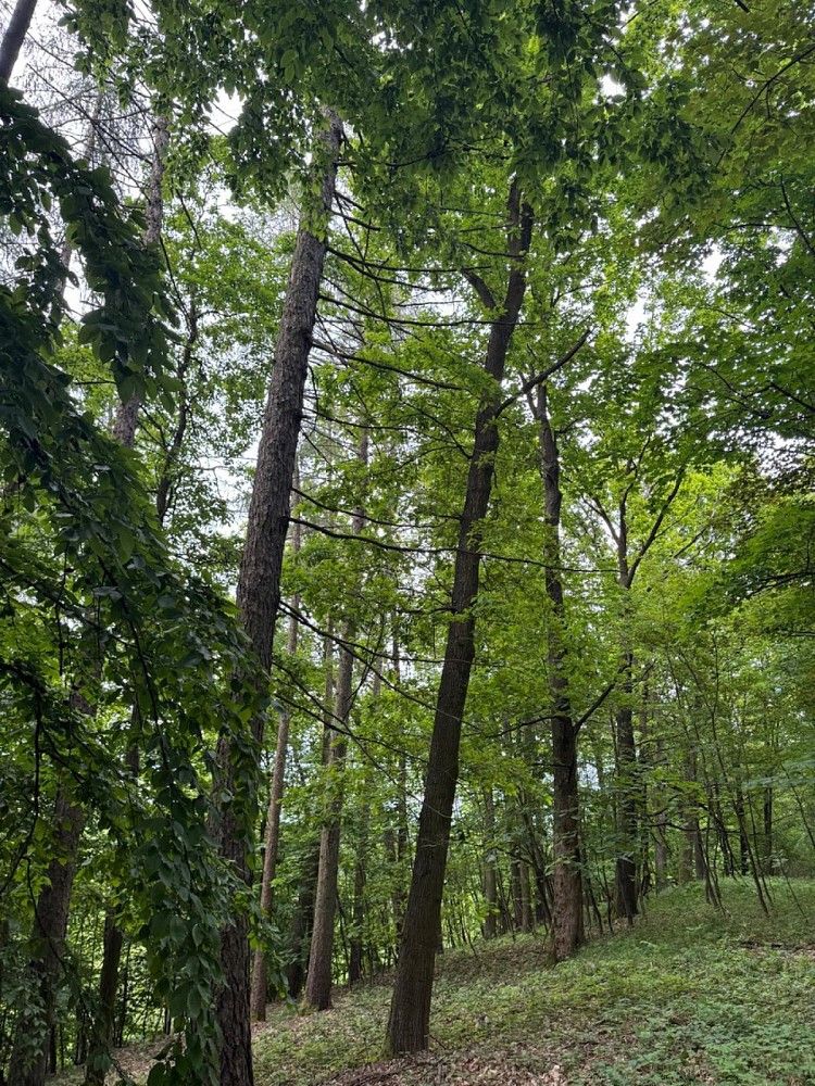 Prodej les - Kuks - Dobříč, okres Trutnov, Královéhradecký kraj - 5