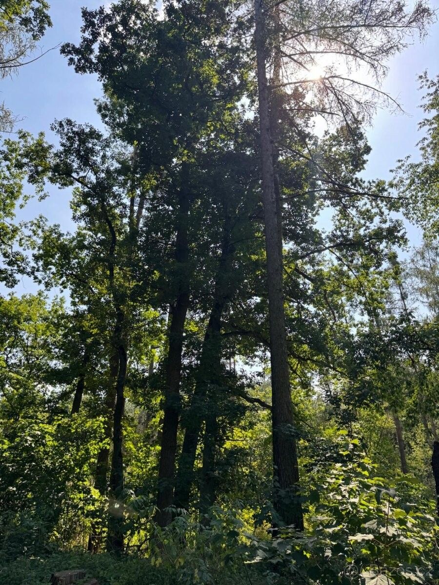 Prodej pozemek pro bydlení - Bolehošť, 517 31