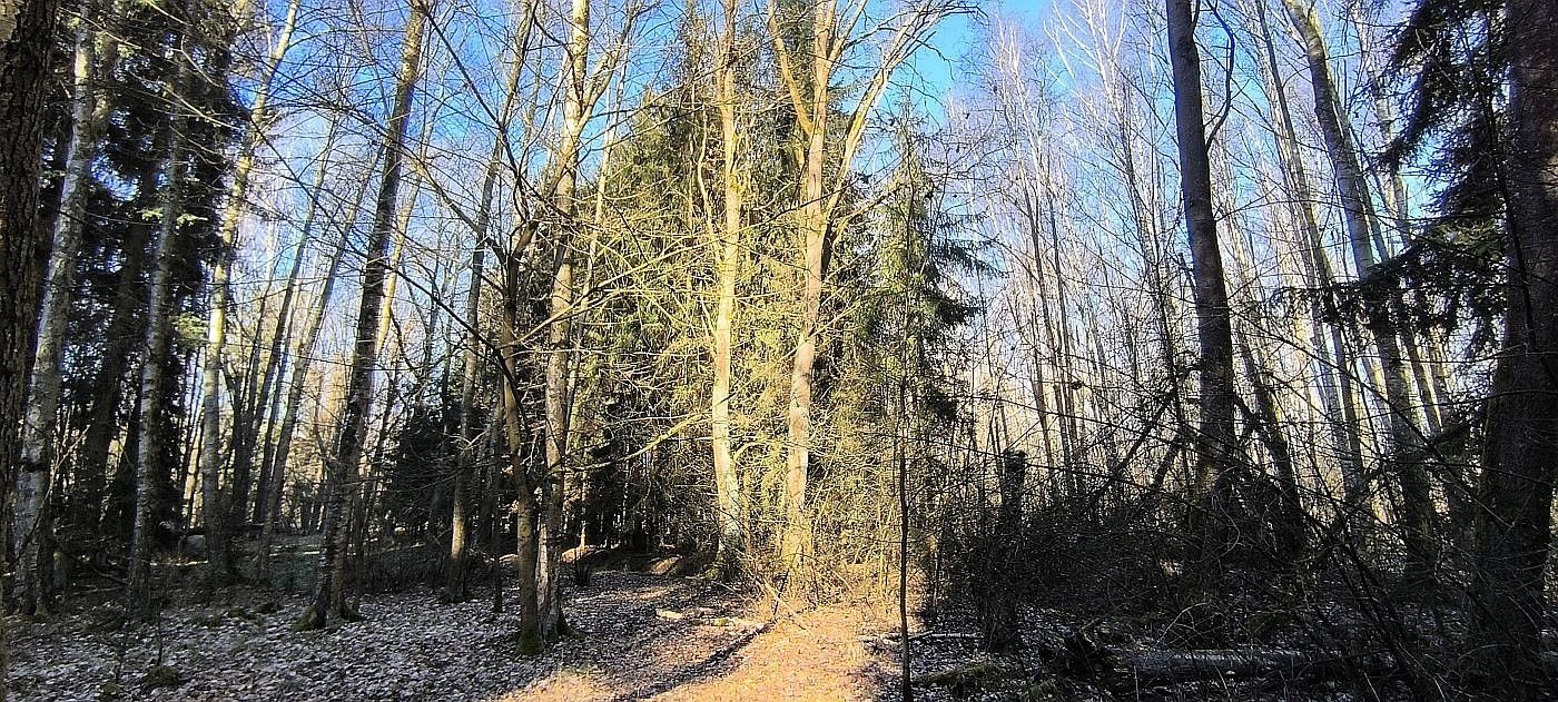 Prodej les - Františkovy Lázně, okres Cheb, Karlovarský kraj - 5