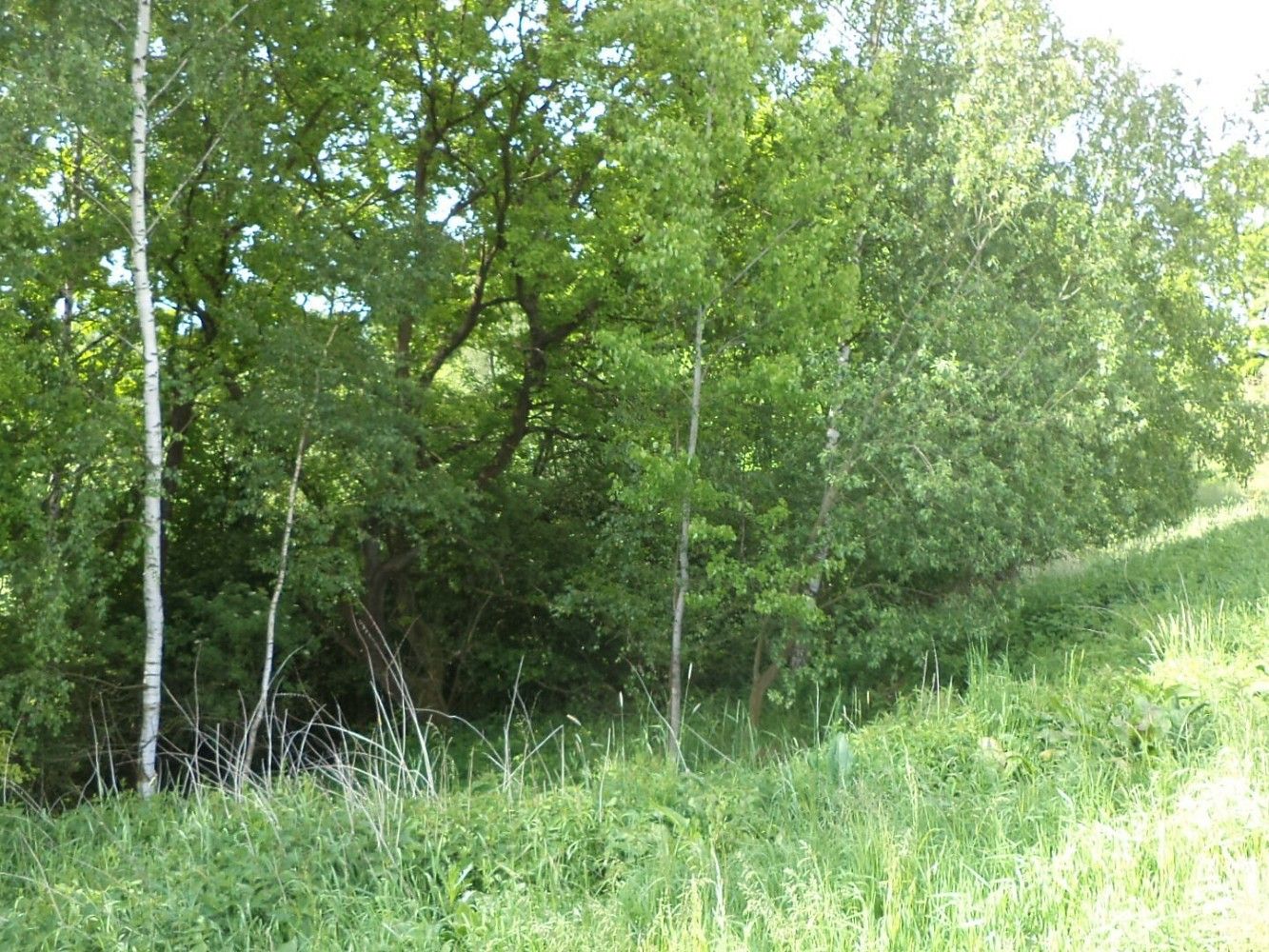 Louky, Vícemil - 2
