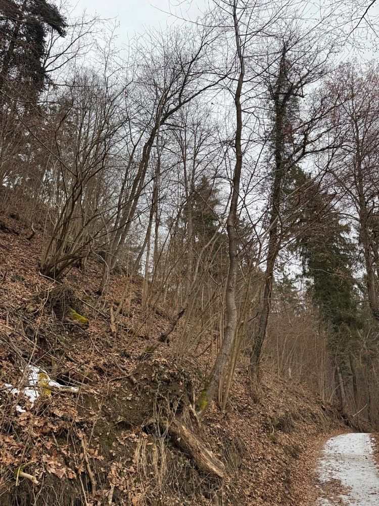 Les · Zlatá Koruna - Varnsdorf - 4