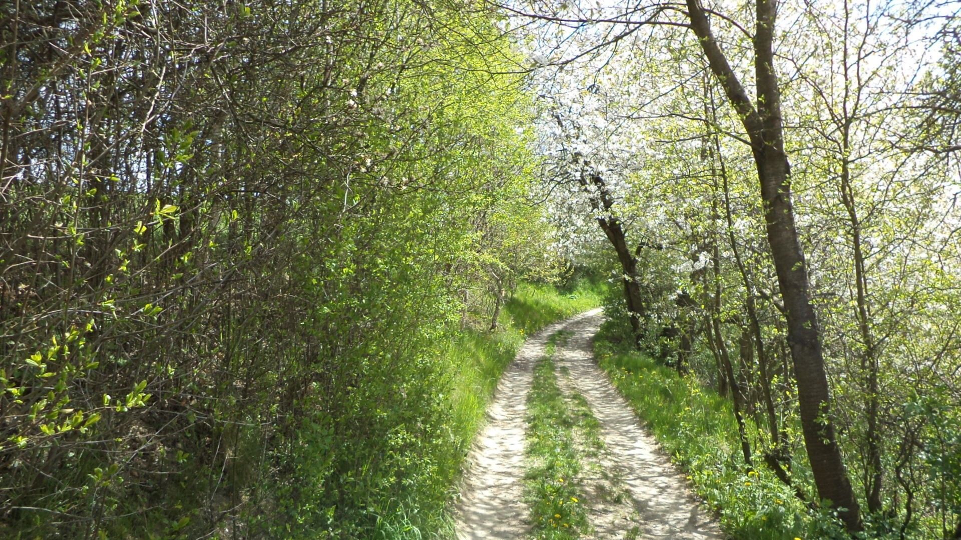 Prodej pozemek - Vítkov, 3 m²