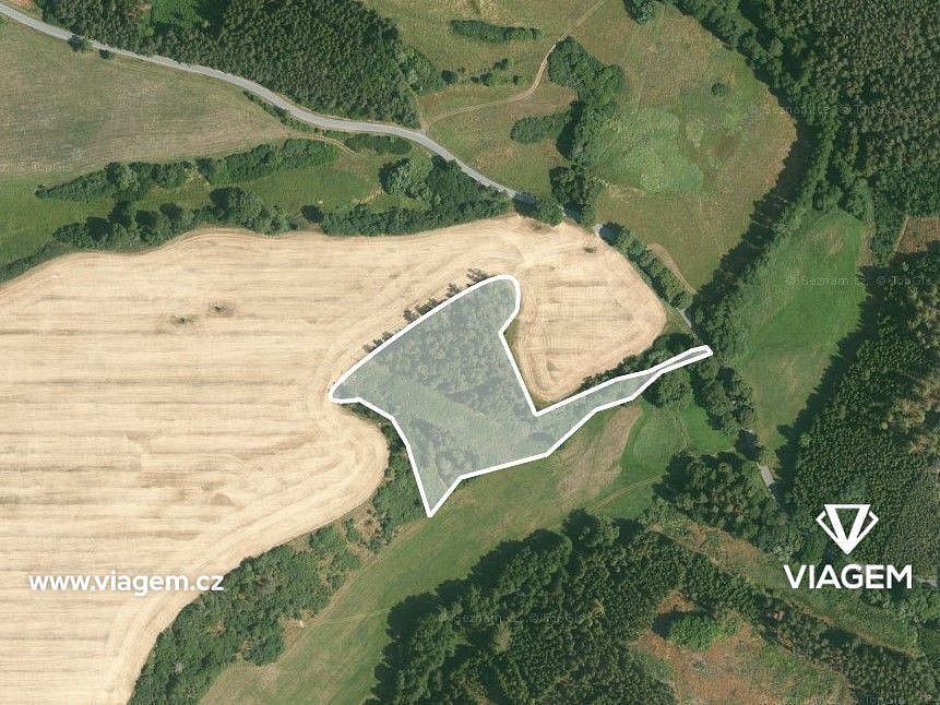 Les · Svojšín, okres Tachov, Plzeňský kraj - 2
