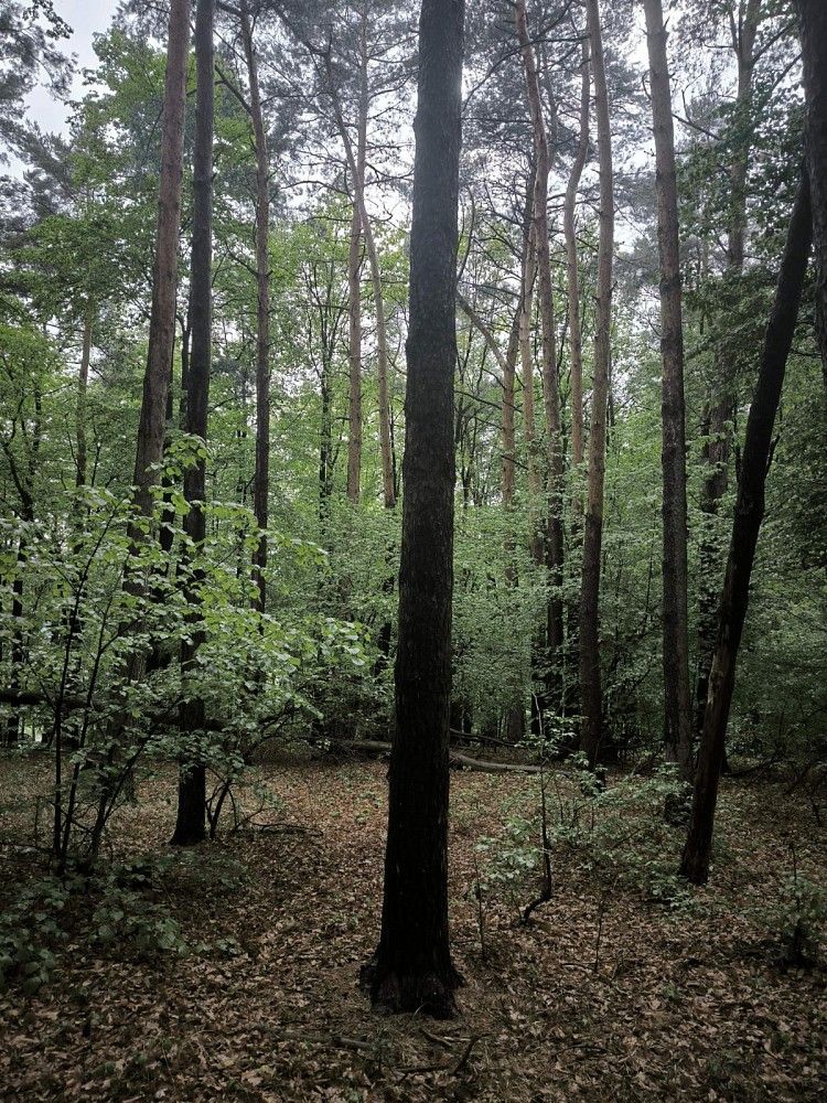 Les · Bernartice - 3