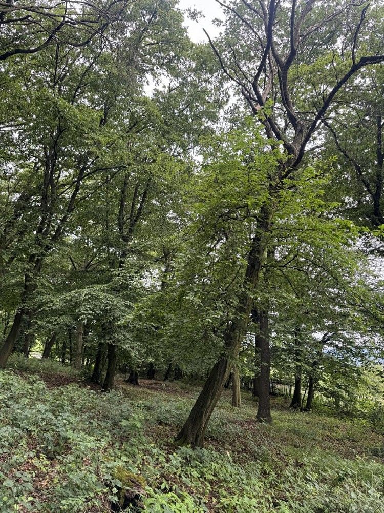 Lesy, Bílina - Blatnice, okres Teplice, Ústecký kraj - 1