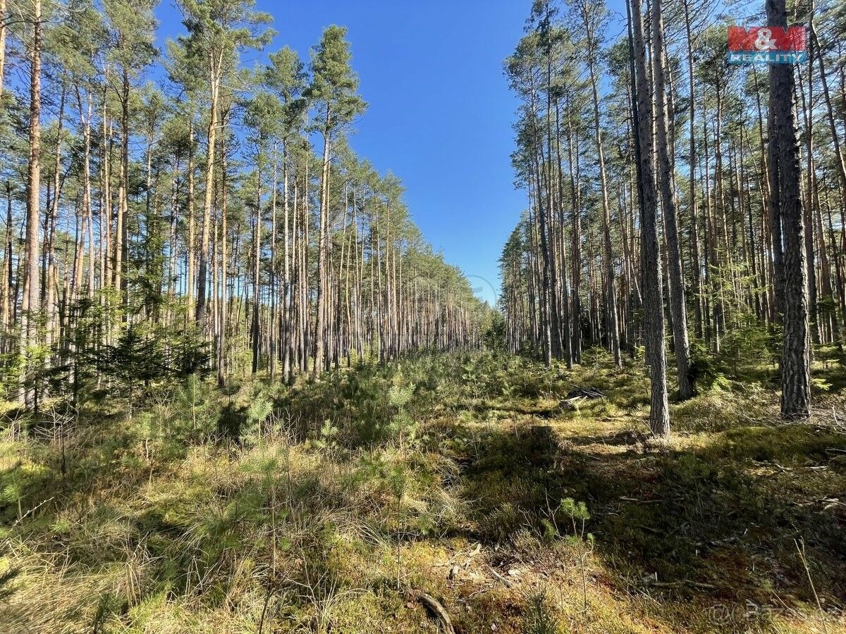 Prodej les - Velešín, 382 32, 9 975 m²