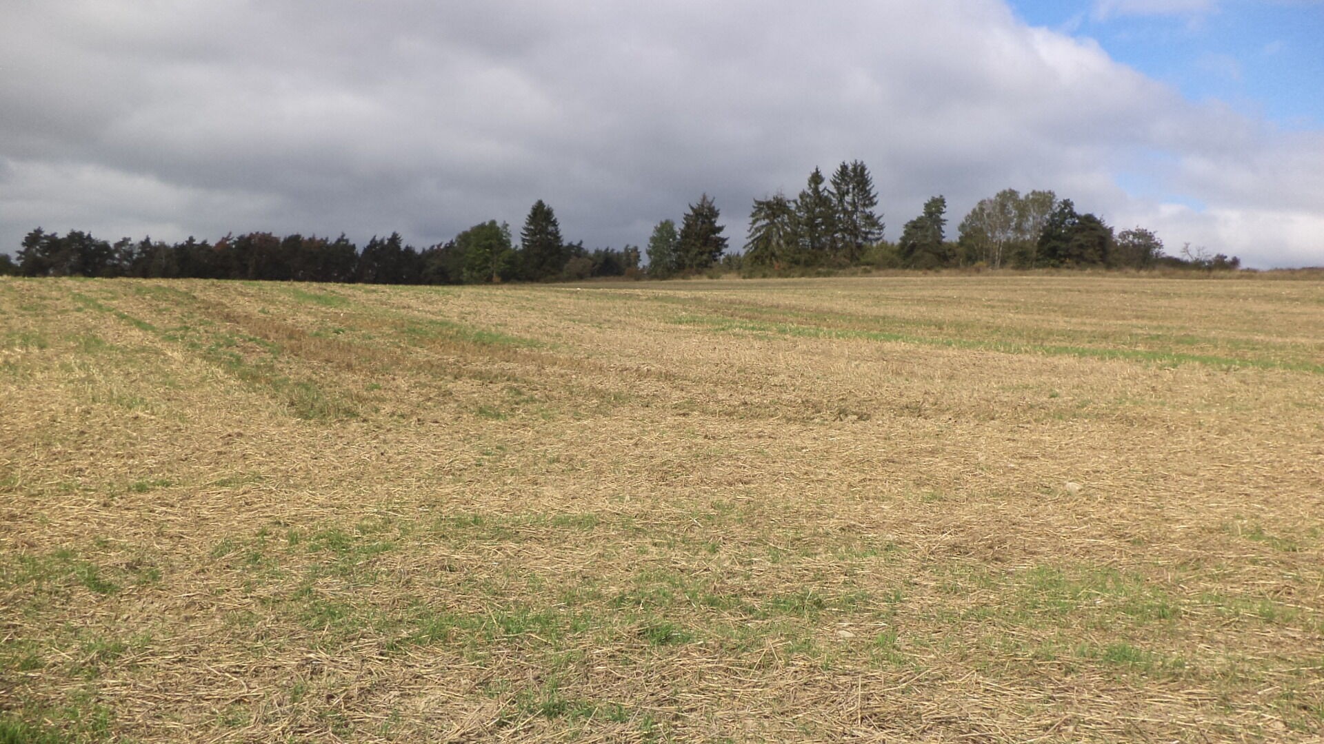 Prodej zemědělský pozemek - Tachov, 925 m² - 5