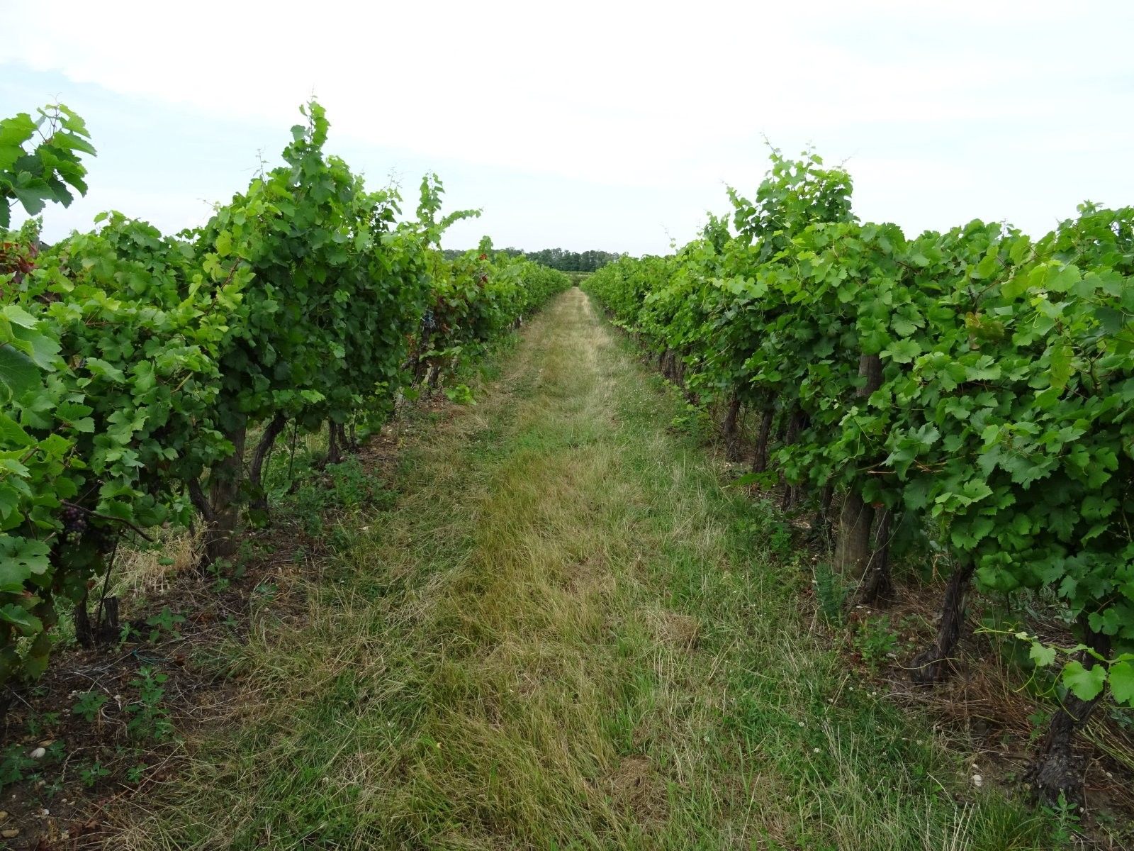 Pozemek · 7 741 m² · Hlohovec - 4