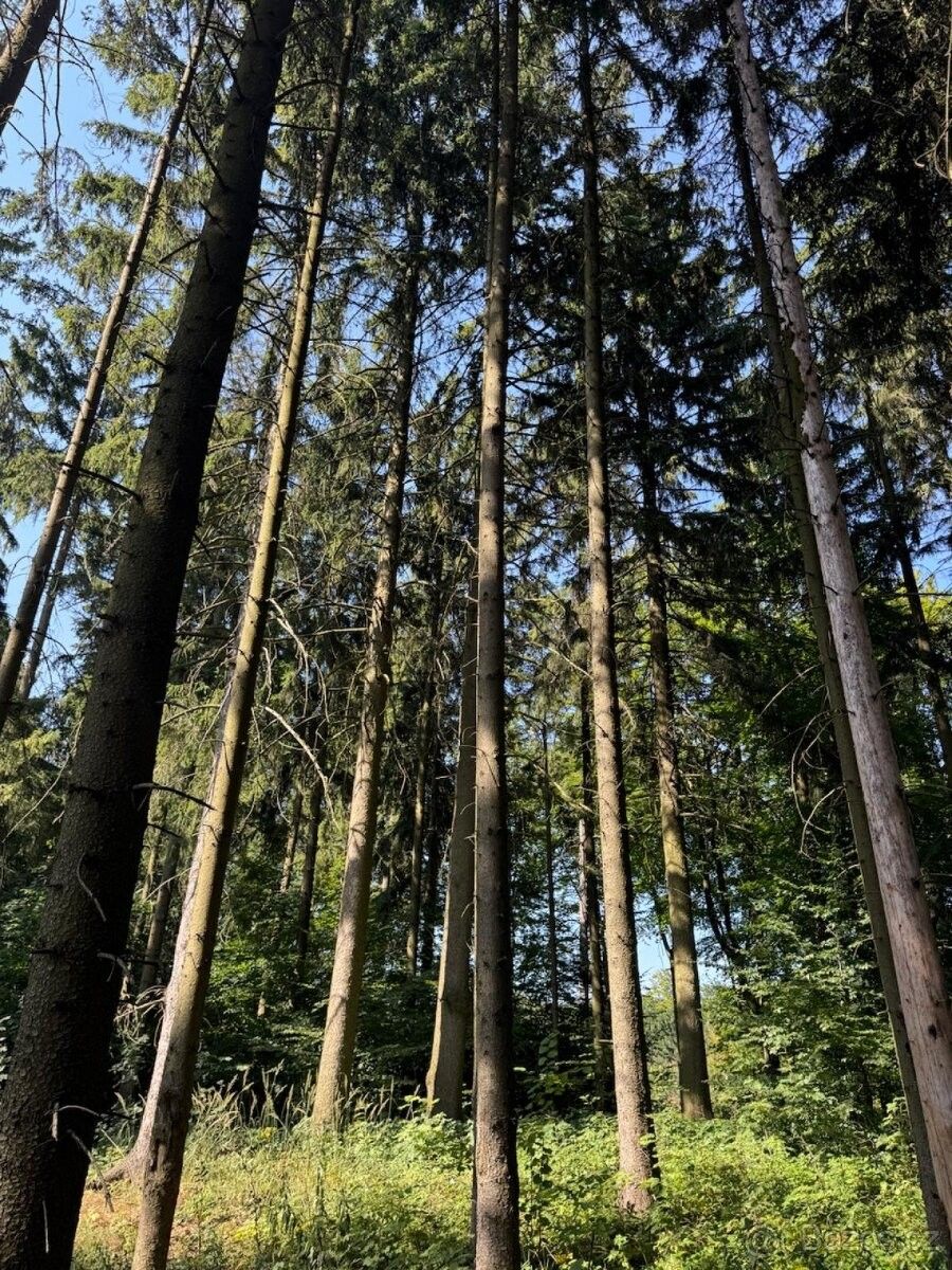 Pozemky pro bydlení, Rychnov nad Kněžnou, 516 01