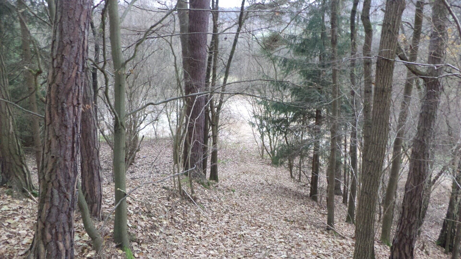 Les · 28 299 m² · Křečovice Nahoruby - 3