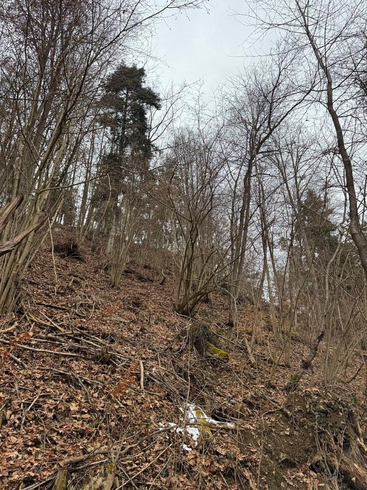 Les · Zlatá Koruna - Varnsdorf - 3