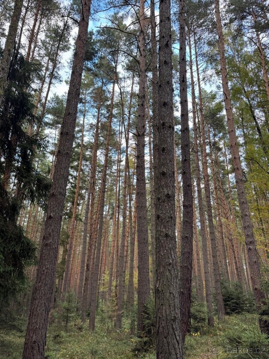 Prodej pozemek pro bydlení - Staňkov, 345 61