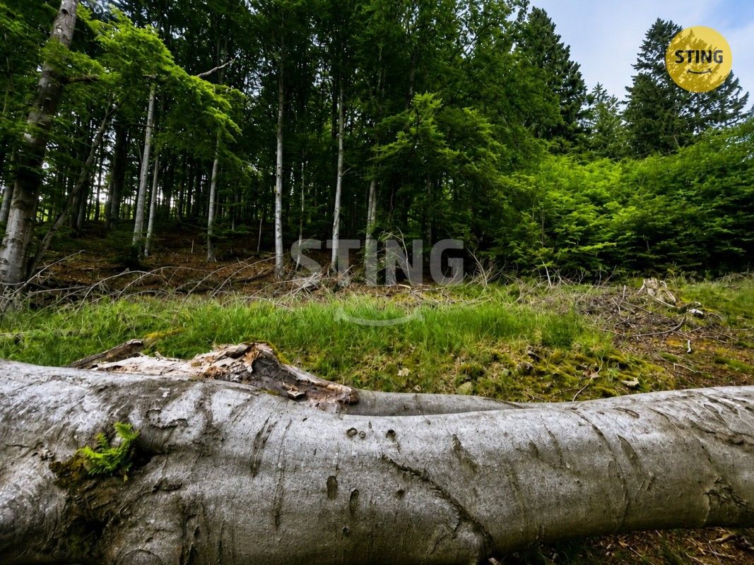Prodej louka - Košařiska, 6 262 m² - 5