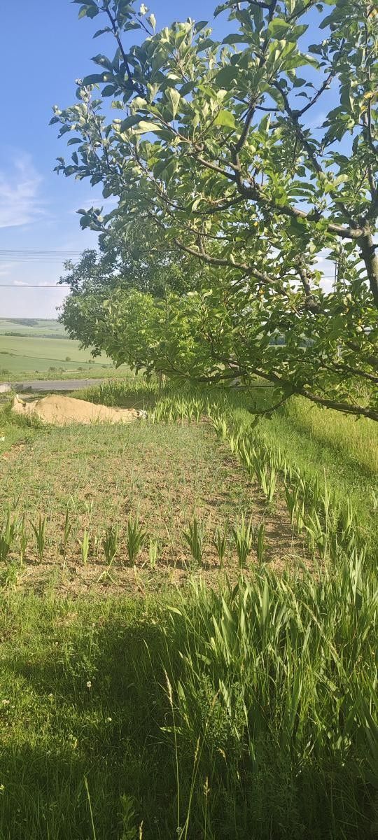 Prodej pozemek pro bydlení - Viničné Šumice, 2 431 m² - 2