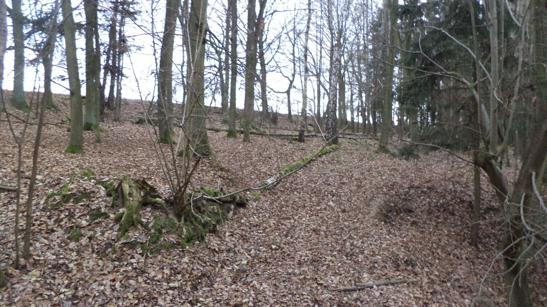 Lesy, Křečovice Nahoruby, 28 299 m² - 1