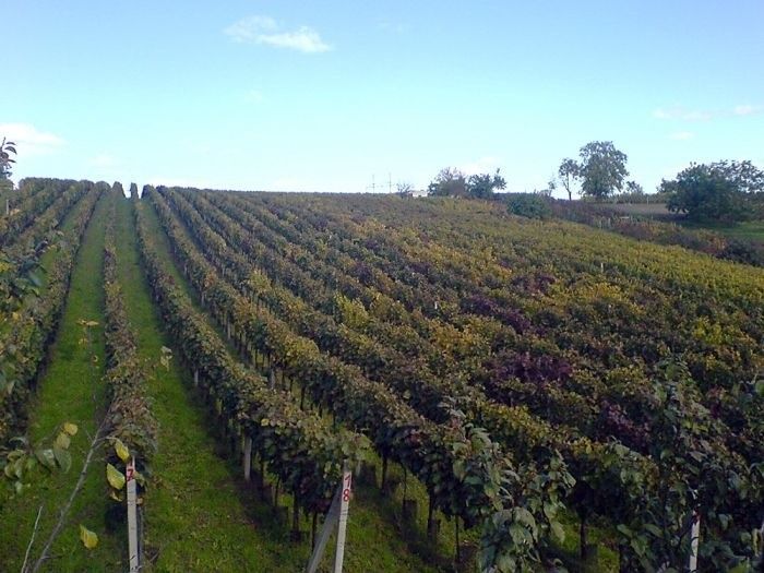 Prodej pozemek pro bydlení - Mutěnice, 696 11