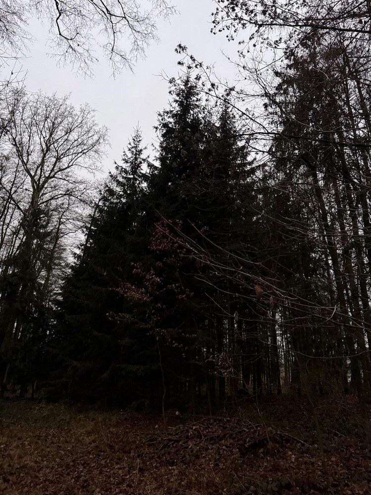 Lesy, Předslav - Rumburk 1, okres Klatovy, Plzeňský kraj - 1